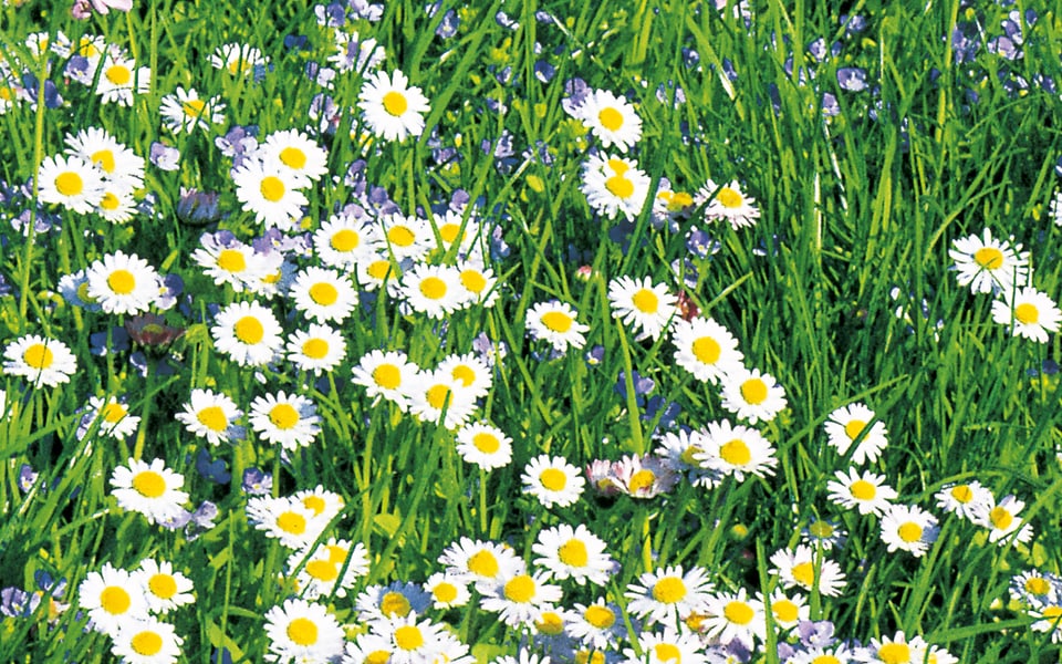 Rasenarbeiten - Ansaat von Blumenwiesen und Blumenrasen