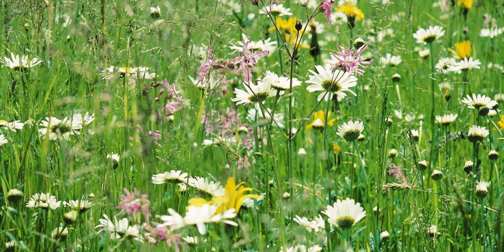 Rasenarbeiten - Ansaat von Blumenwiesen und Blumenrasen