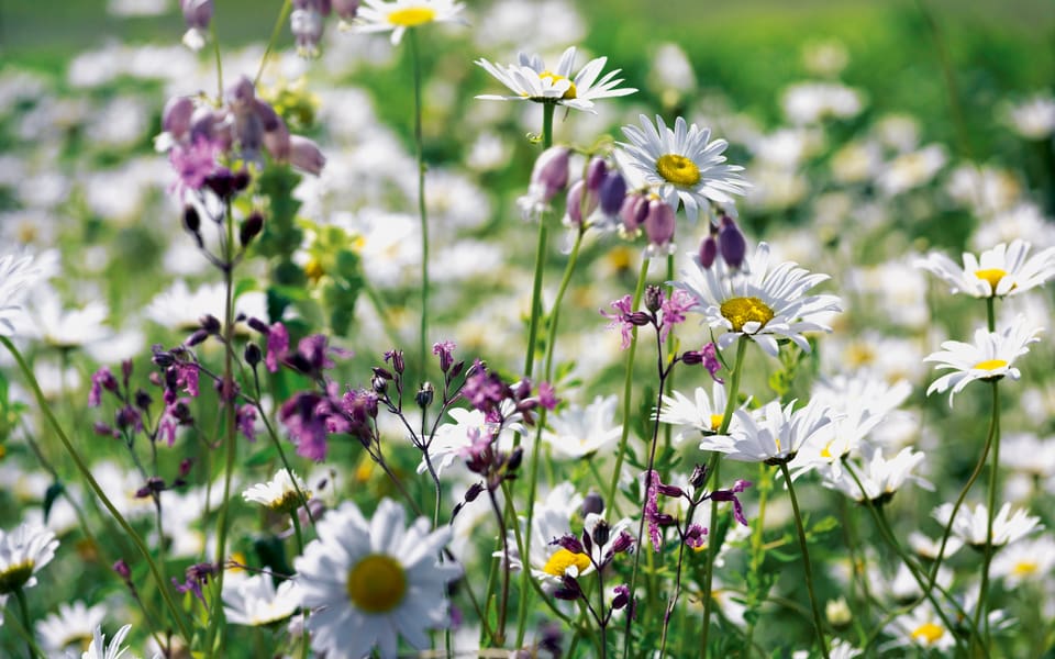Rasenarbeiten - Ansaat von Blumenwiesen und Blumenrasen