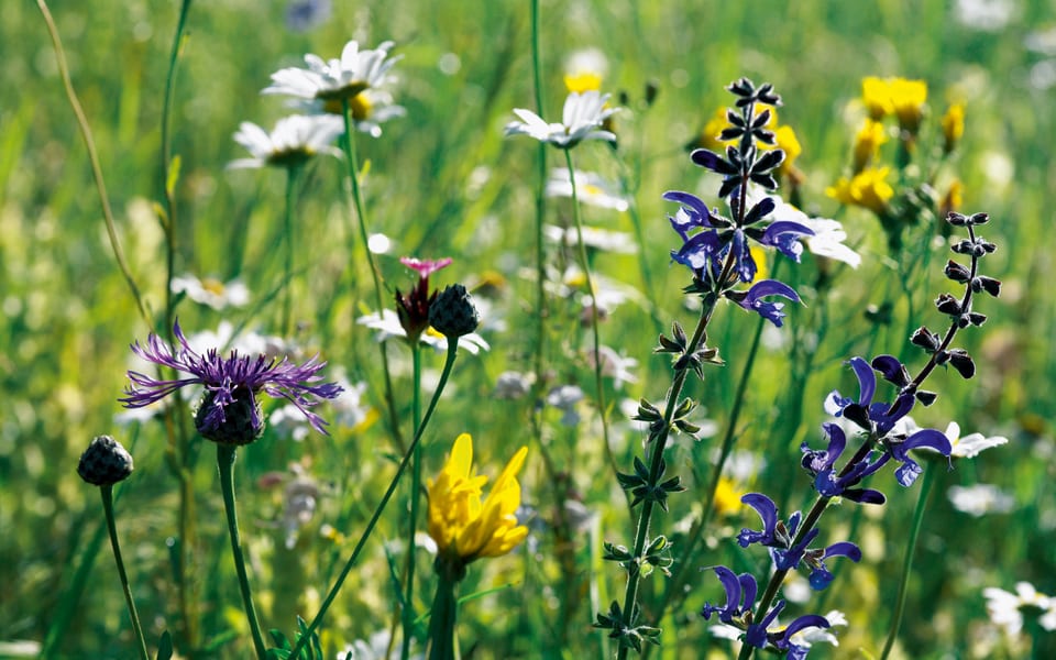 Rasenarbeiten - Ansaat von Blumenwiesen und Blumenrasen