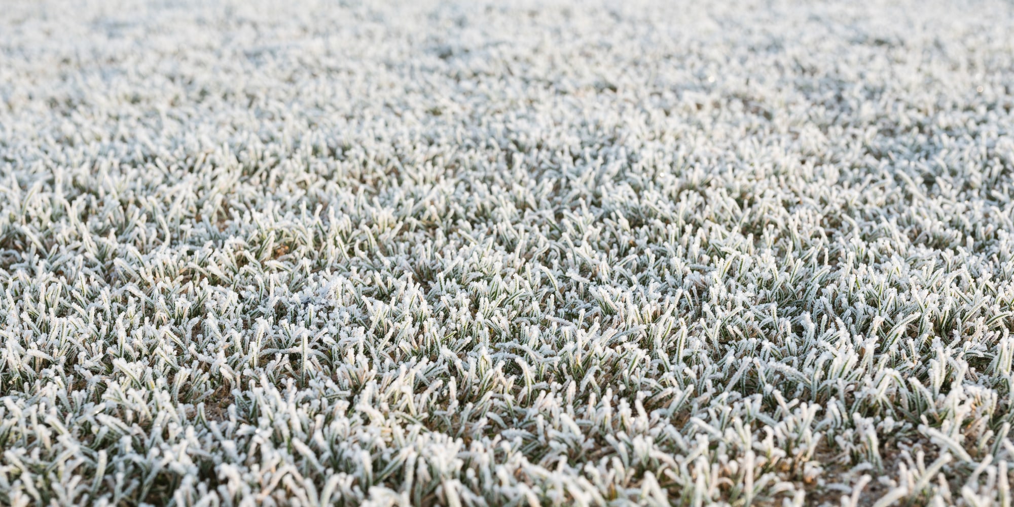 Rasenpflege im Winter