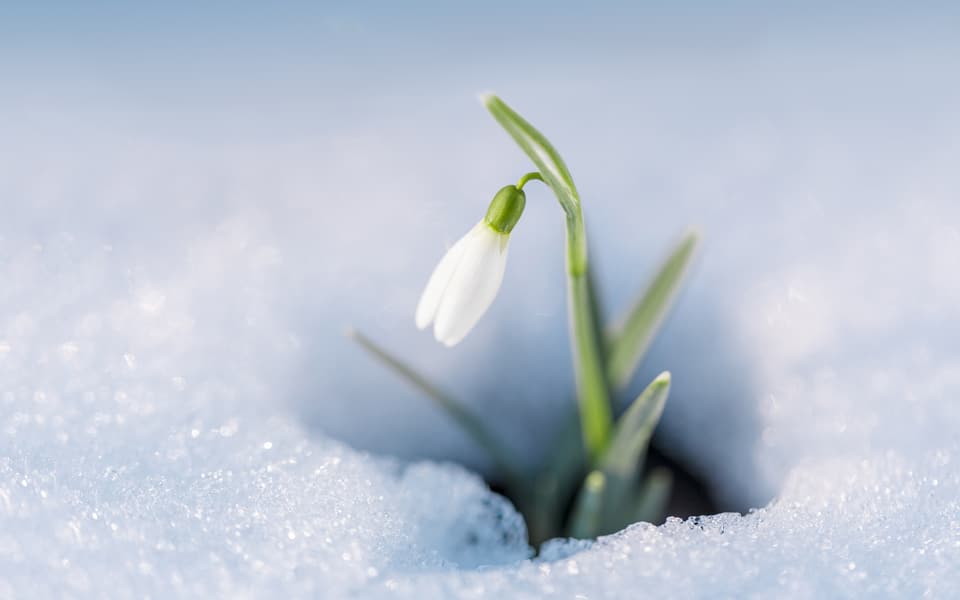 Erste Hilfe bei Schneeschimmel