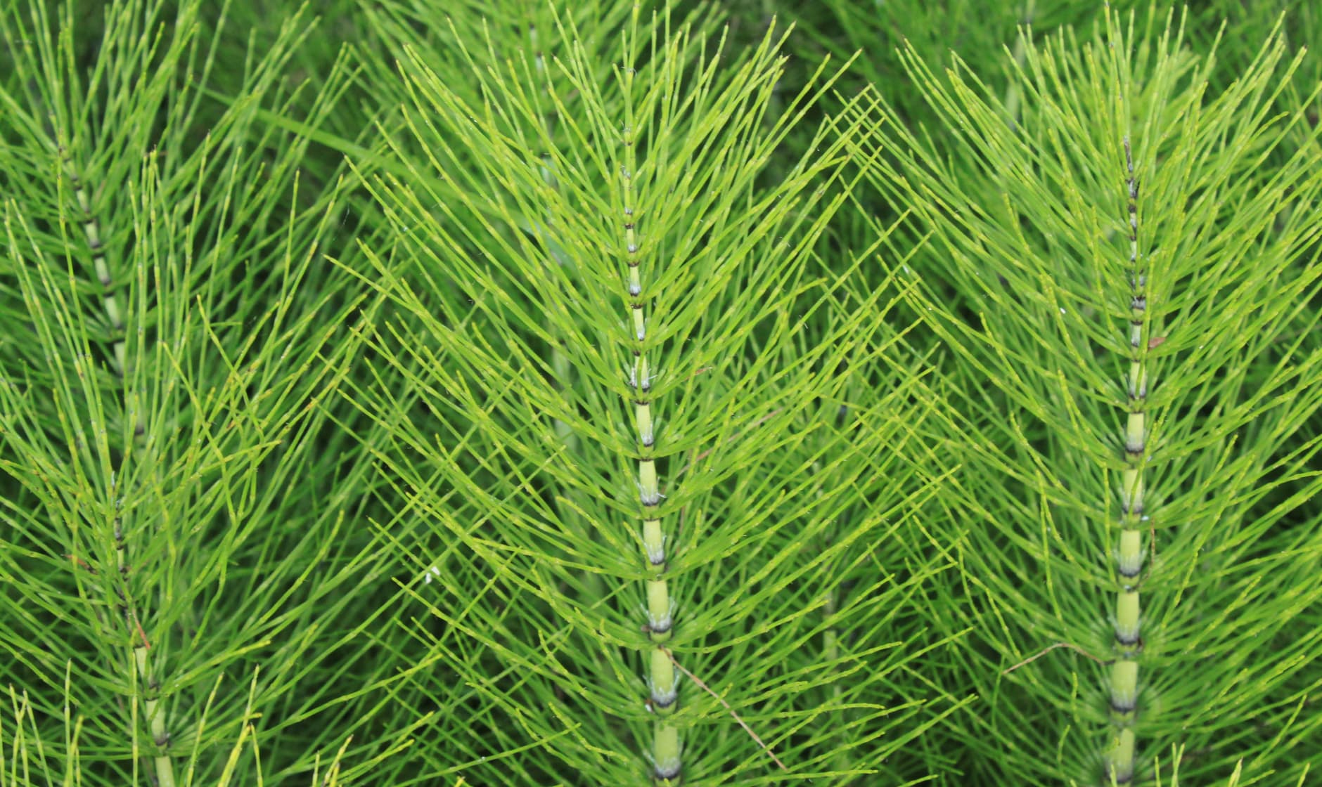Rasenberater Magazin - Clever Nature