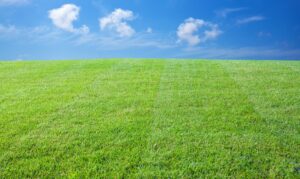 Rasenberater Magazin - Rasen im Sommer