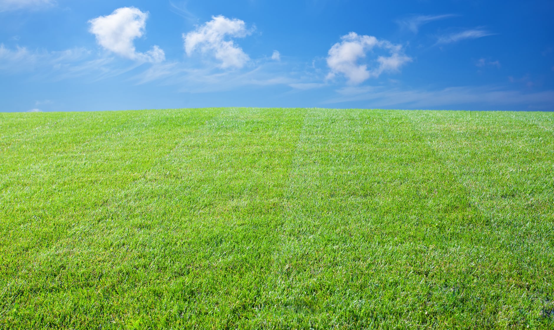 Rasenberater Magazin - Rasen im Sommer