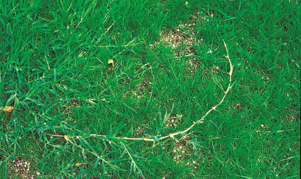 Rasenprobleme - Bermudagras