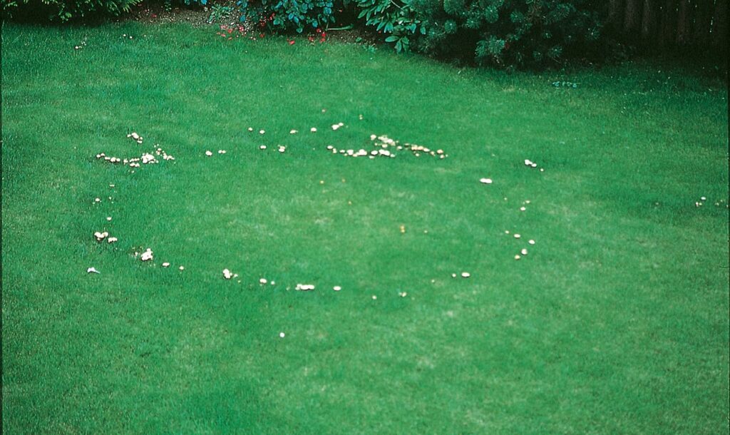Rasenprobleme - Hexenring