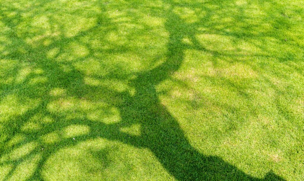 Rasenprobleme - Schatten und Lichtmangel