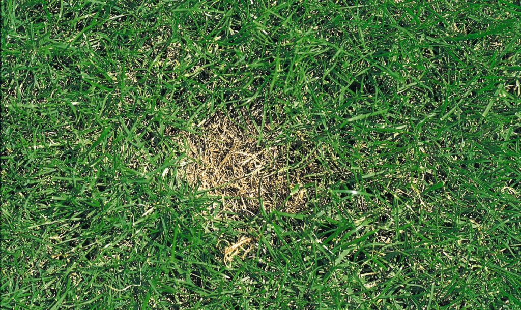 Rasenprobleme - Talerflecken / Dollarspot