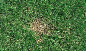 Rasenprobleme - Talerflecken / Dollarspot