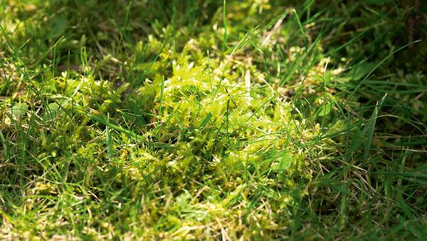 Certoplant Royal Mossino