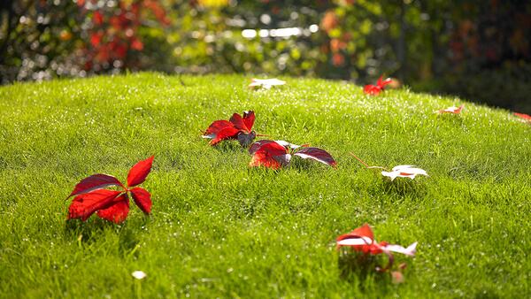 Certoplant Royal Herbst