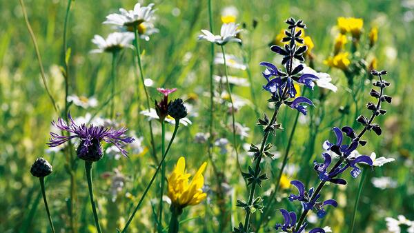 Flora Suisse