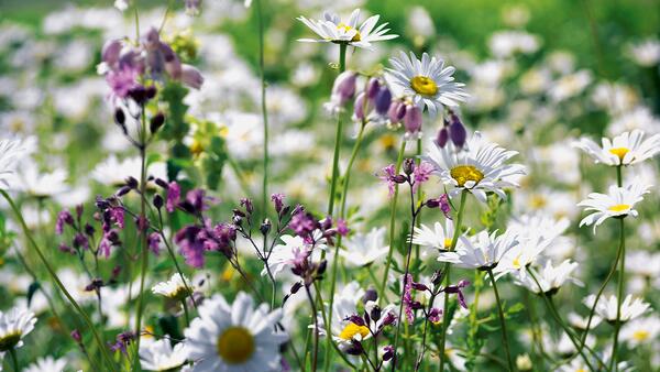 Nutriflor