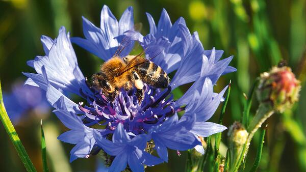 Beeflor