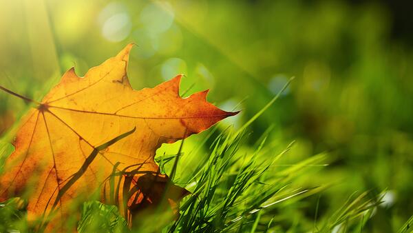 Autumn Turf Royal