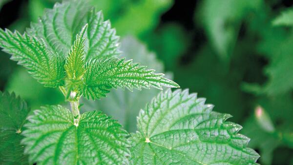 Bio Force Stress Regeneration