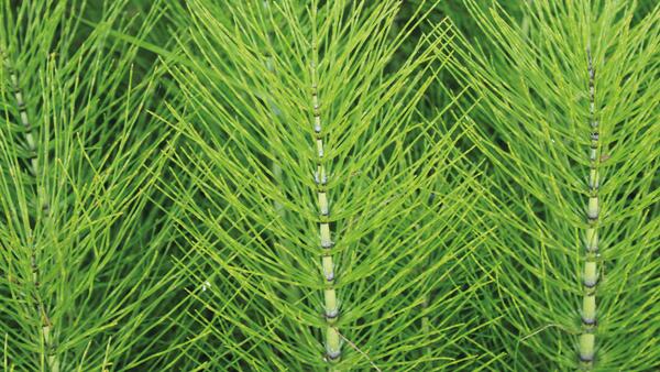 Bio Force Fungal