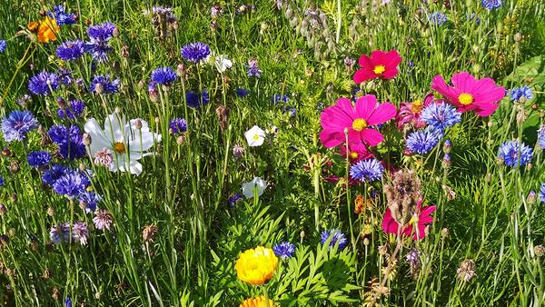 Clever Nature Blumenmatten – Schattenblütenzauber