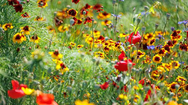 Clever Nature Blumenmatten – Blütenteppich