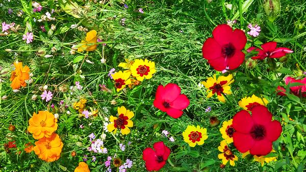 Clever Nature Blumenmatten – Blütenpracht