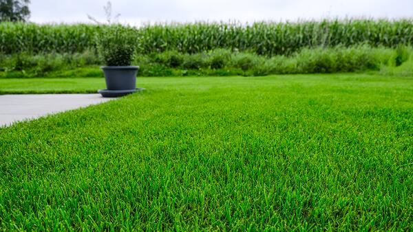 Speed Lawn Royal Turborasen